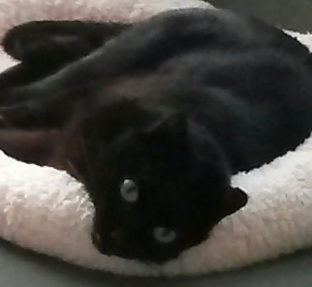 Condolence image of Anja mit Joy im Herzen ❤