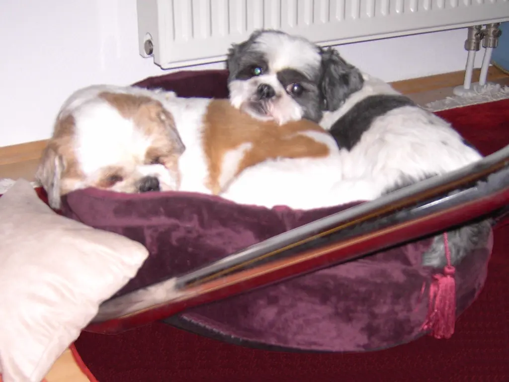 Condolence image of Marika mit Balou und Hippo im Herzen