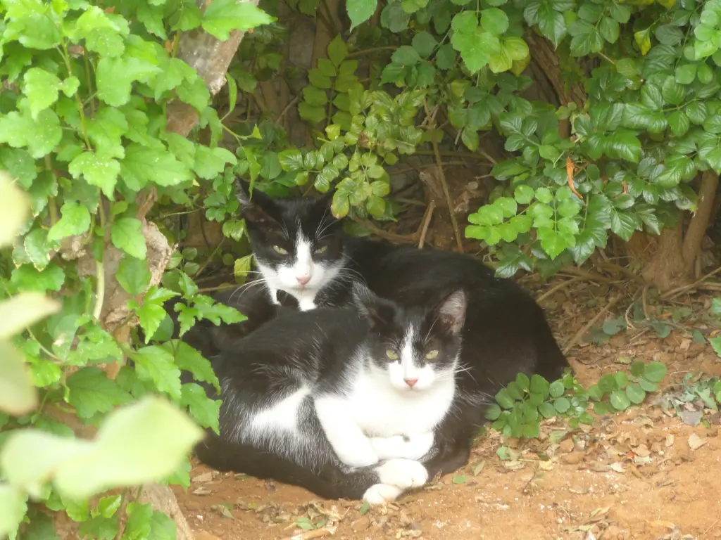 Condolence image of Anja mit Joy im Herzen ❤