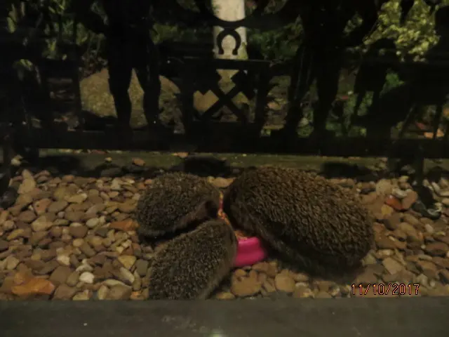 Condolence image of Uschi mit Seelenkatzen Jojo und Merlin