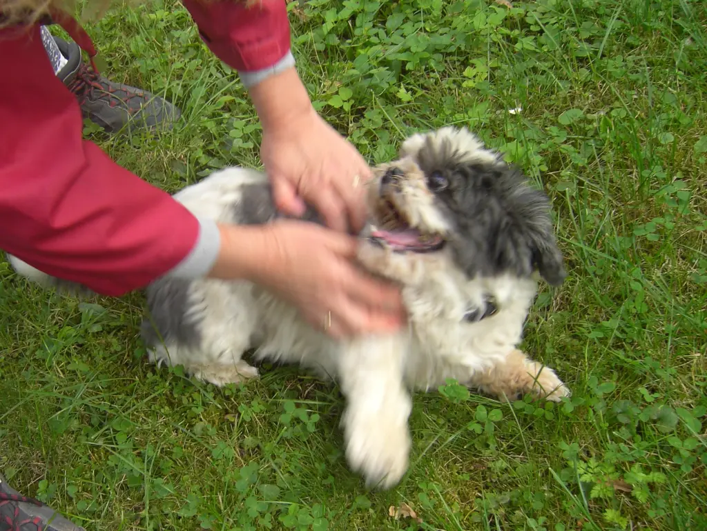 Condolence image of Marika mit Balou und Hippo im Herzen