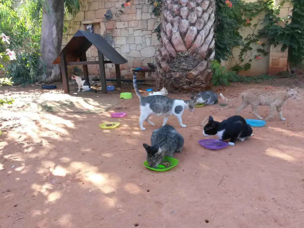 Condolence image of Anja mit Joy im Herzen ❤