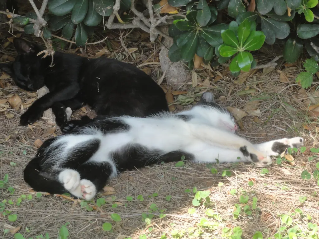 Condolence image of Anja mit Joy im Herzen ❤