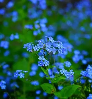 Condolence image of Anja mit Joy im Herzen ❤