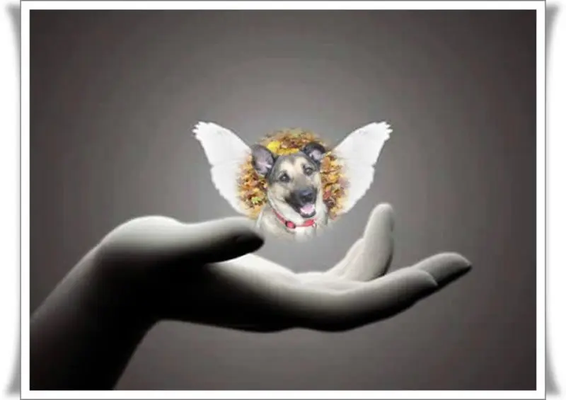 Condolence image of Wochenendrose