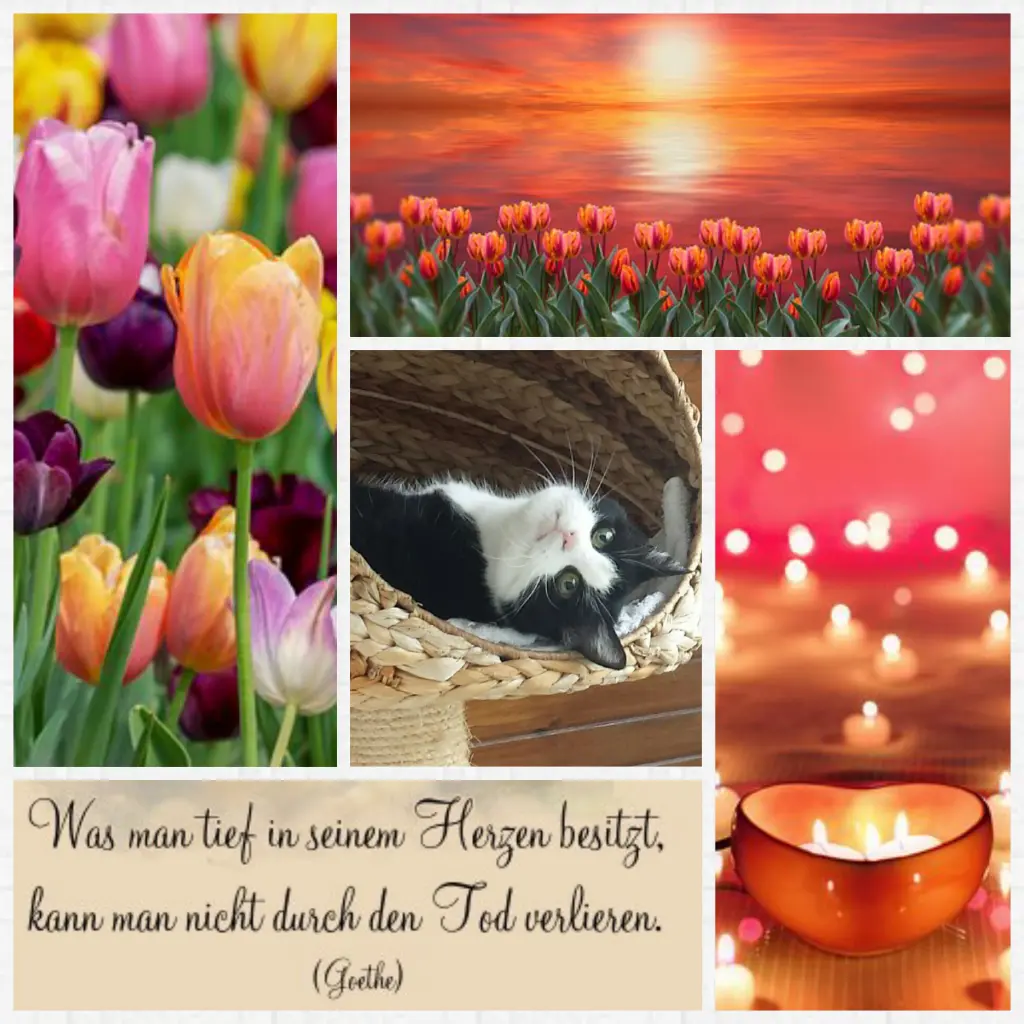 Condolence image of Anja mit Joy im Herzen ❤