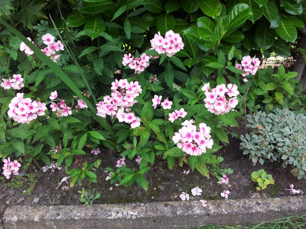Condolence image of Ilse für Volkmar und Fee