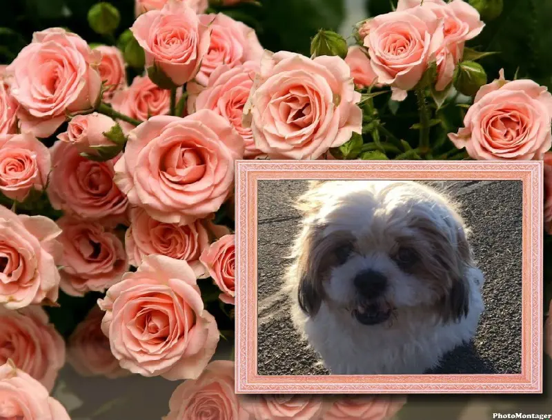 Condolence image of Marika mit Balou und Hippo im Herzen