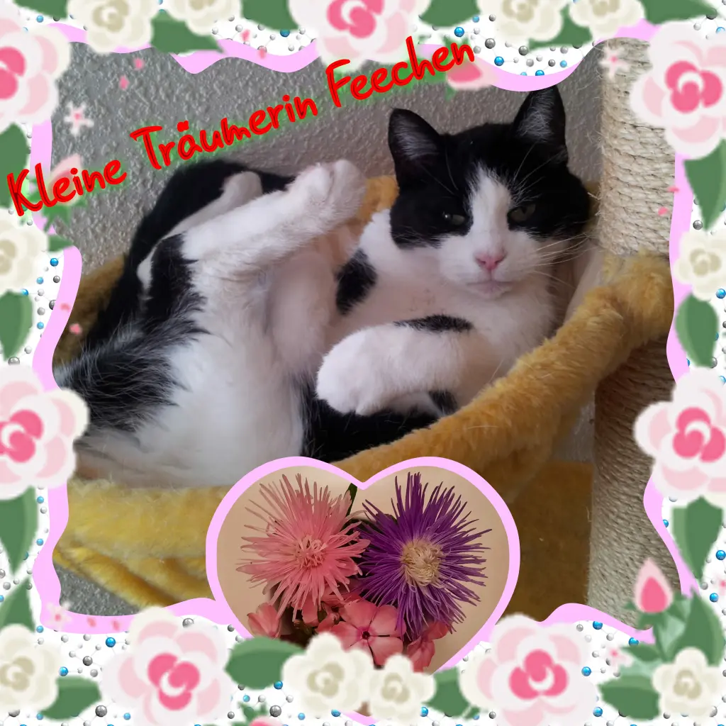 Condolence image of Eike und Edeltraud mit Mulle, Miezi, Jonny, Felix, Lemmi und Tommi tief im Herzen ❤❤❤❤❤❤