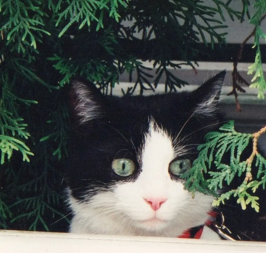 Condolence image of deiner Ilse, zwei Jahre und zehn Monate ohne dich