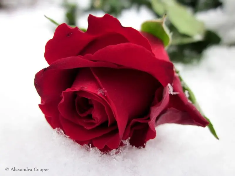 Condolence image of Zum 3.Sternchengedenktag♥♥♥