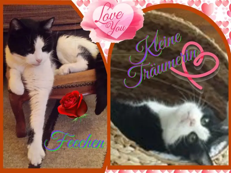 Condolence image of ❤Eike und Edeltraud mit Mulle, Miezi, Jonny, Felix, Lemmi und Tommi tief im Herzen ❤❤❤❤❤❤