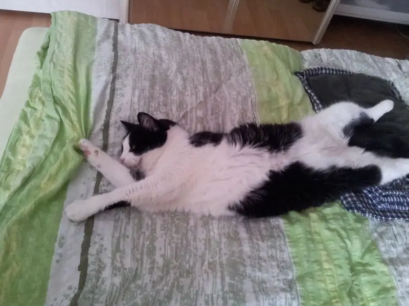 Condolence image of deiner Ilse zum 41. Gedenkmonat