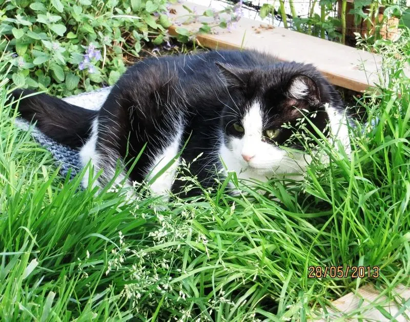 Condolence image of deiner Ilse zum 42. Gedenkmonat