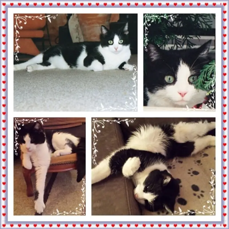 Condolence image of deiner Ilse zum 46. Gedenkmonat