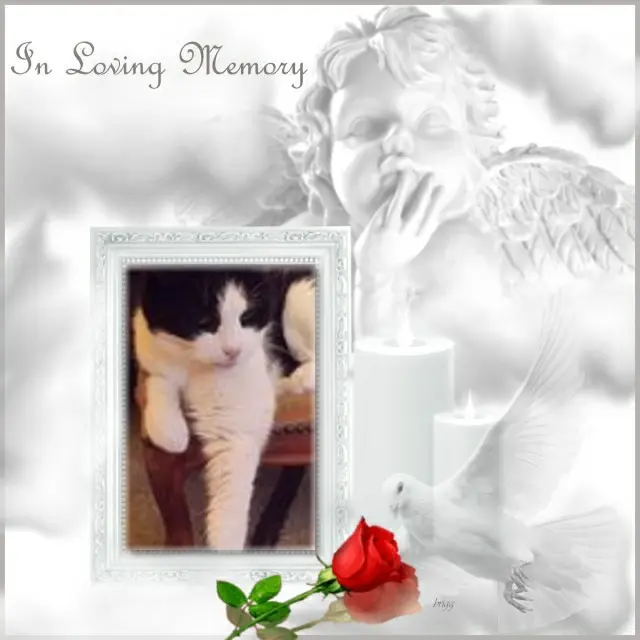 Condolence image of 4.Sternchen❤️Gedenktag❤️❤️❤️❤️