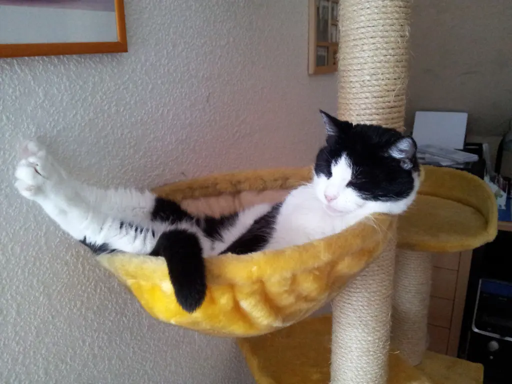 Condolence image of deiner Ilse zum 49. Gedenkmonat