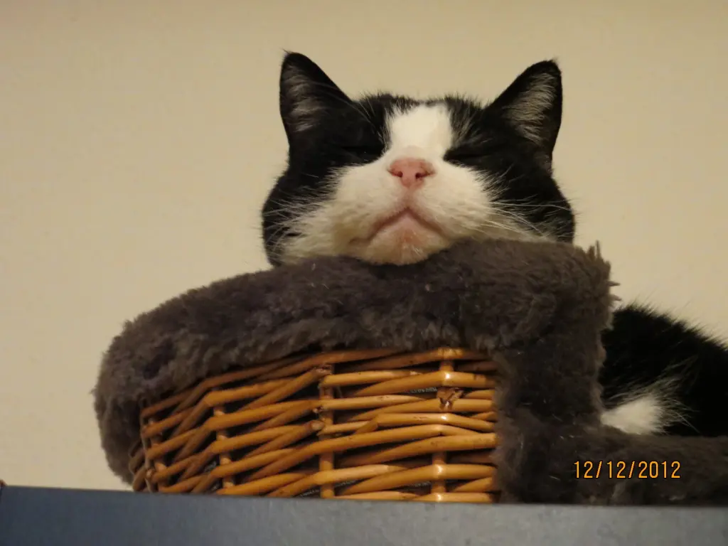 Condolence image of deiner Ilse in Liebe zum 52. Gedenkmonat