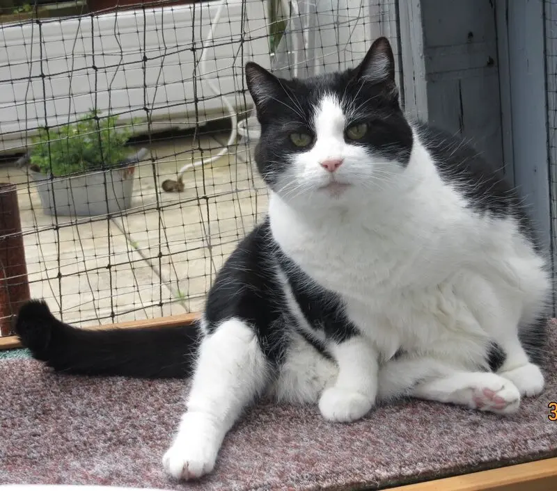 Condolence image of deiner Ilse in Liebe zum 53. Gedenkmonat