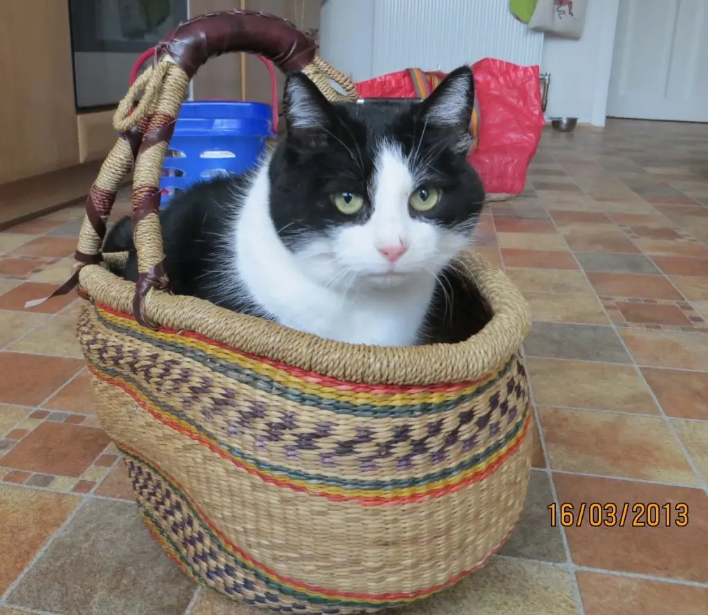 Condolence image of deiner Ilse in Liebe zum 54. Gedenkmonat