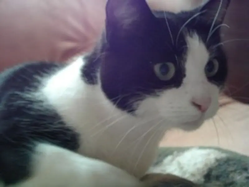 Condolence image of deiner Ilse in Liebe zum 55. Gedenkmonat