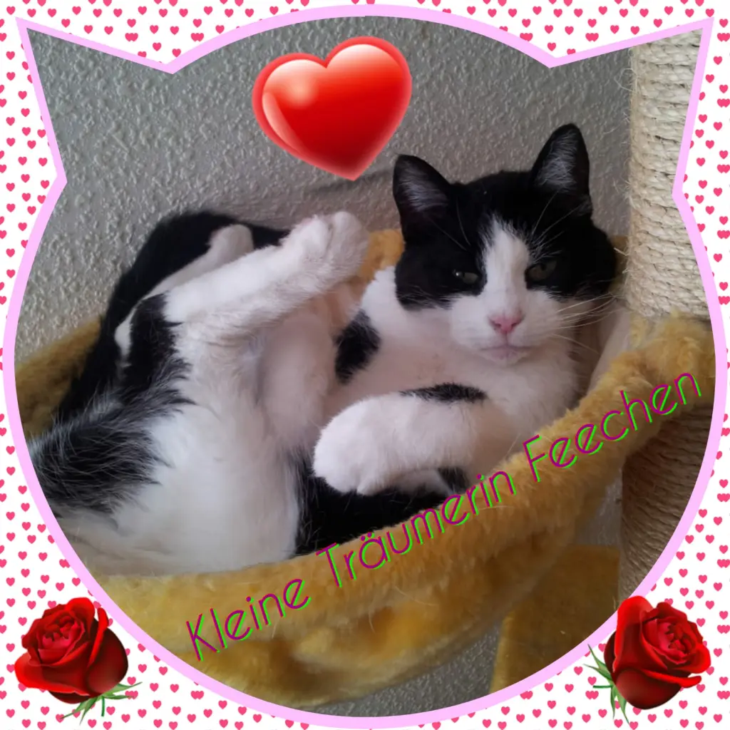 Condolence image of deiner Ilse in Liebe zum 56. Gedenkmonat