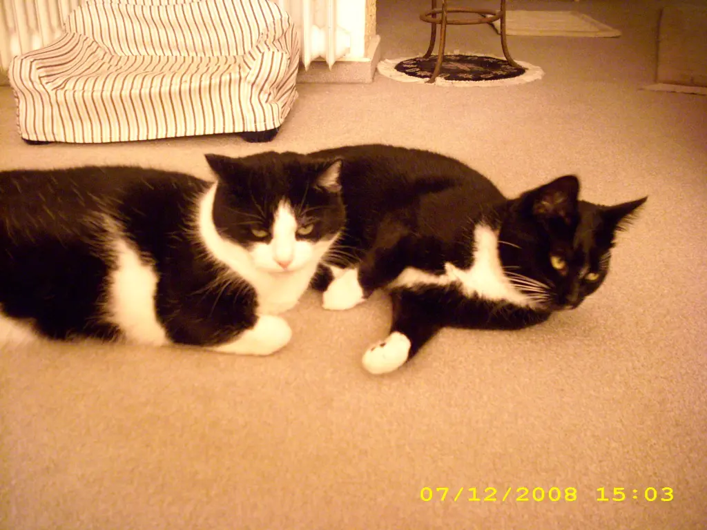 Condolence image of deiner Ilse in Liebe zum 61. Gedenkmonat