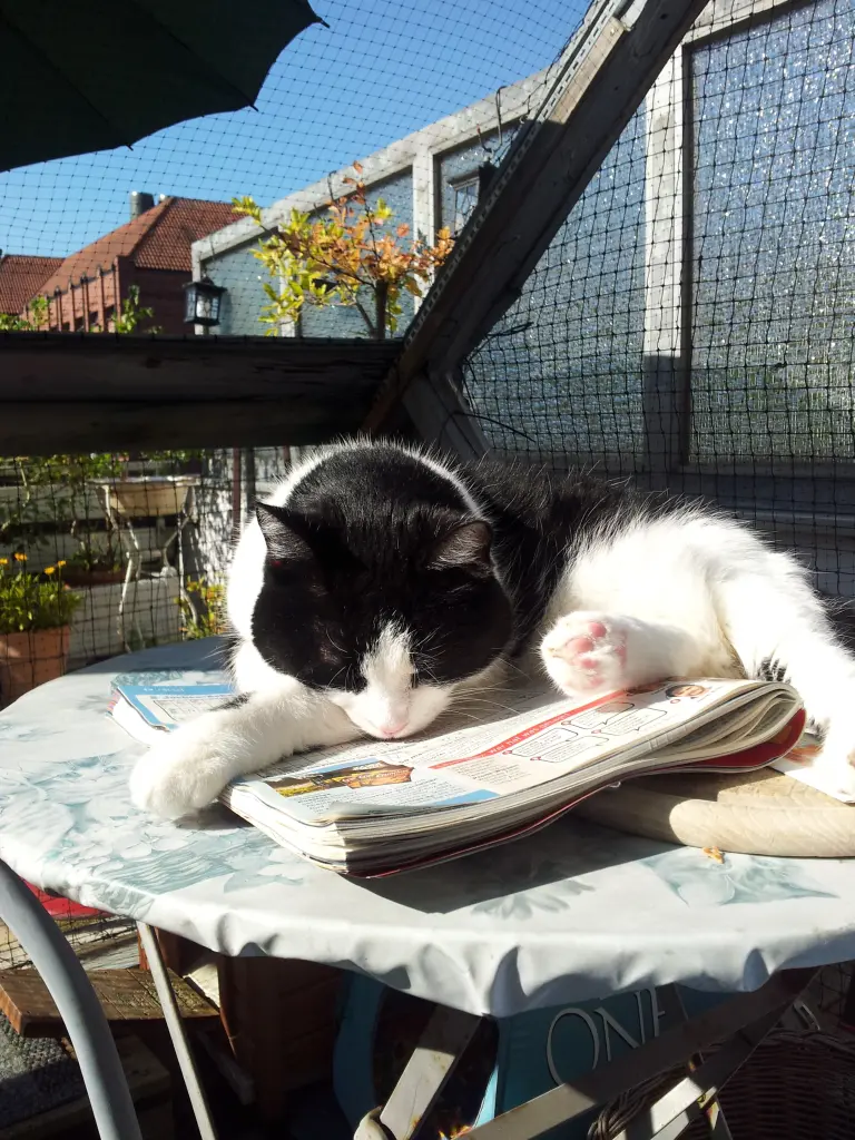 Condolence image of deiner Ilse in Liebe zum 62. Gedenkmonat