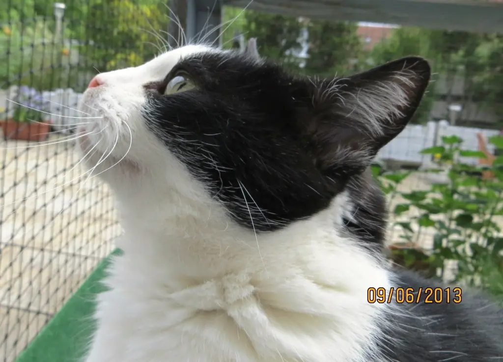 Condolence image of deiner Ilse in Liebe zum 65. Gedenkmonat