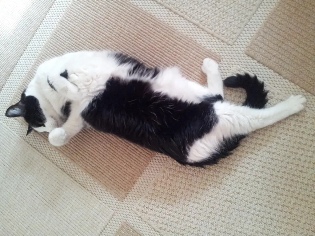 Condolence image of deiner Ilse in Liebe zum 69. Gedenkmonat