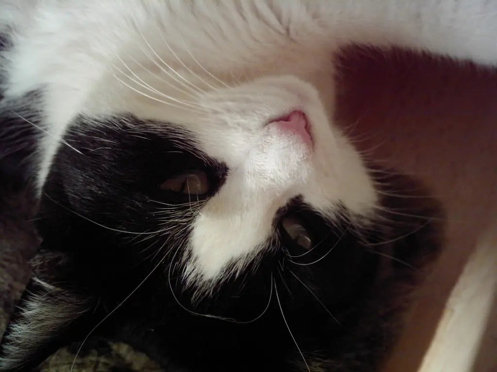 Condolence image of deiner Ilse in Liebe zum 71. Gedenkmonat