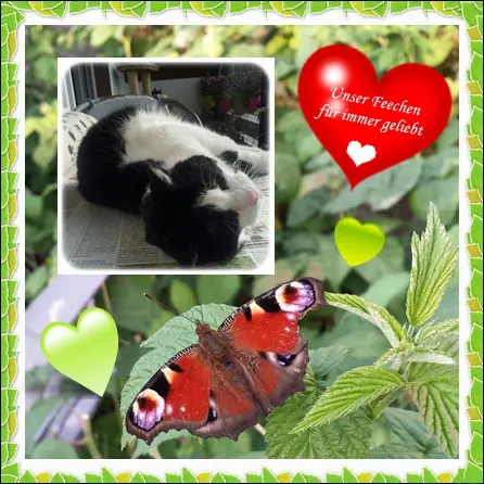 Condolence image of deiner Ilse in Liebe zum 75. Monatsgedenken