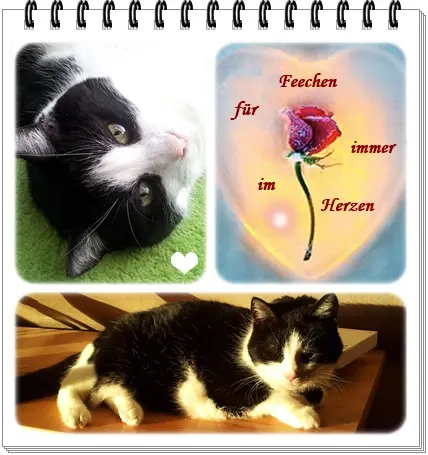 Condolence image of deine Ilse in Liebe zum 93. Monatsgedenken