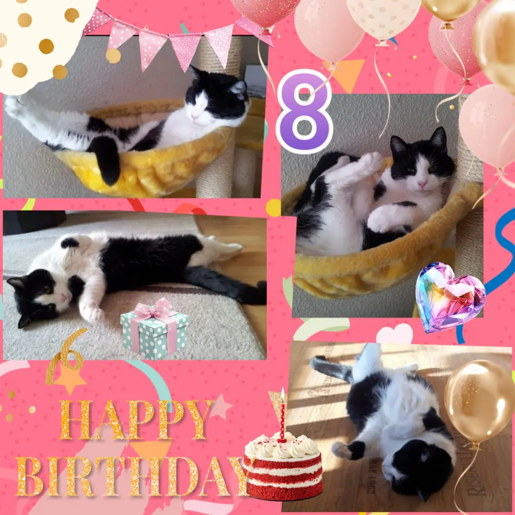 Condolence image of ❤️Feechen ❤️8. Sternchengeburtstag ❤️