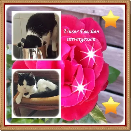 Condolence image of Deine Ilse in Liebe zum 97. Monatsgedenken