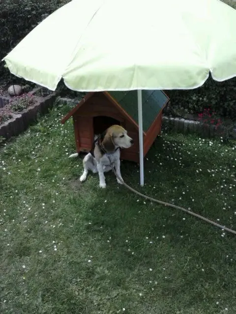 Image from Sir Watson