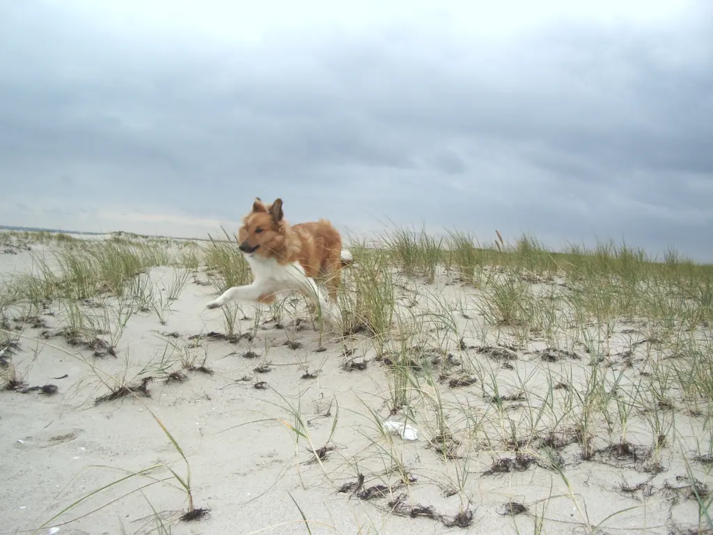Andachtsbild von Katharina mit Merle im Herzen