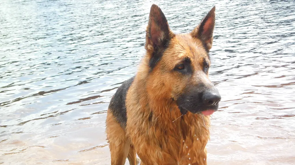 Condolence image of Beate