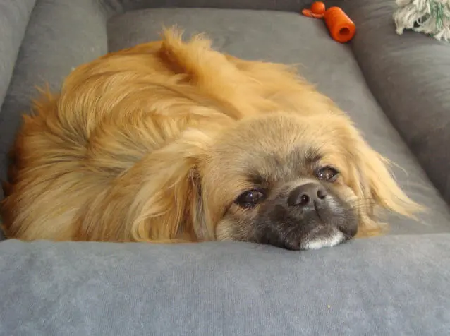 Image from Tashi Bacchus