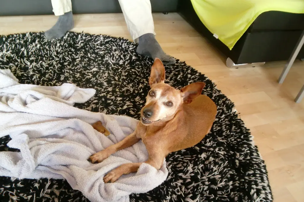 Andachtsbild von Jutta mit Purzel tief im Herzen