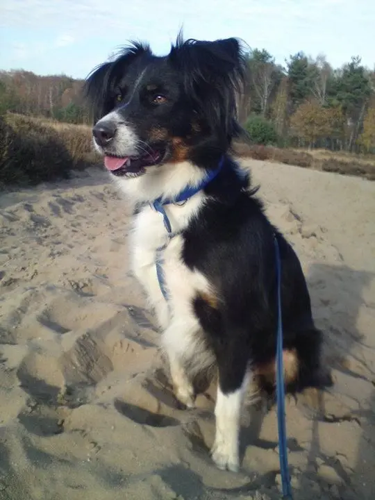 Andachtsbild von Gero