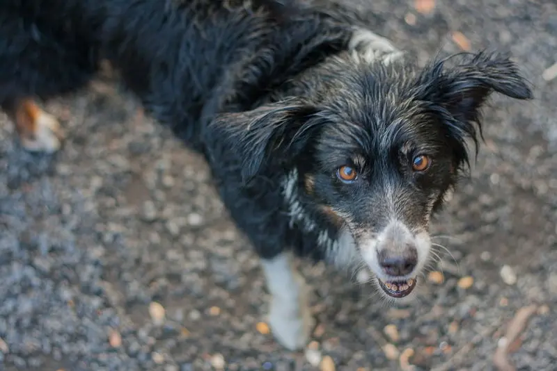 Andachtsbild von Gero