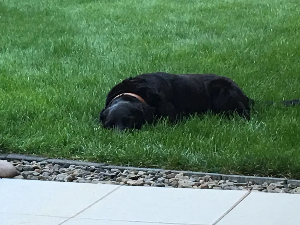 Condolence image of Heidi mit Buddy tief im Herzen