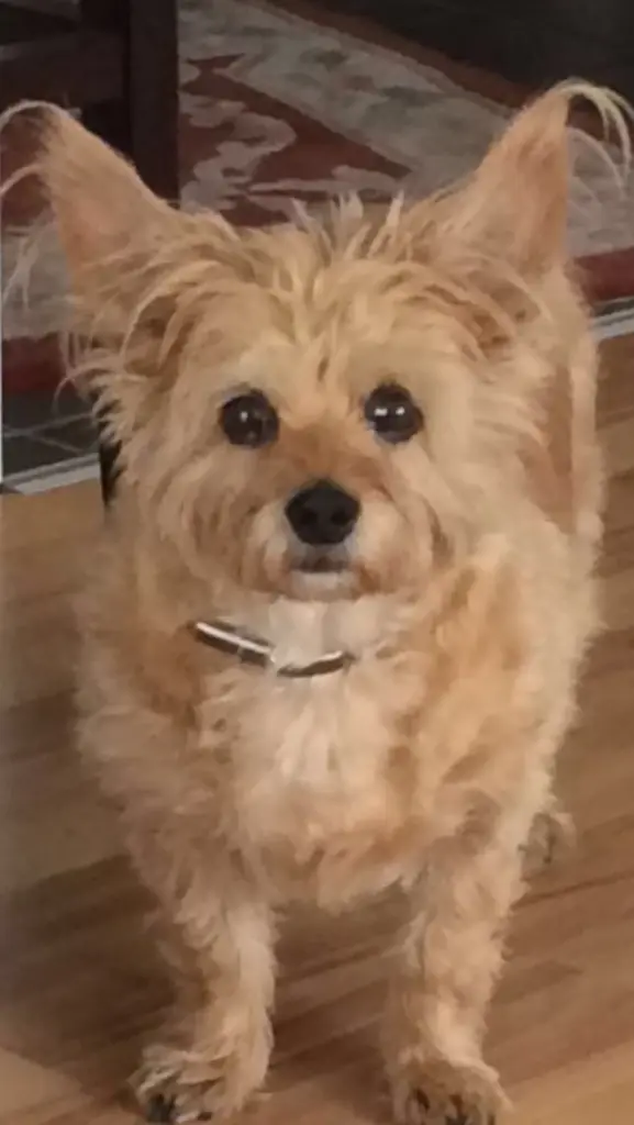 Condolence image of Gudrun mit Gina im Herzen