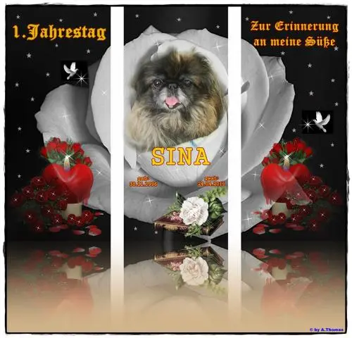Image from meinen Seelenhund Sina