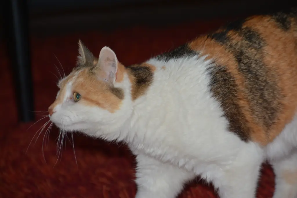 Condolence image of Sabine mit Mimmi im Herzen