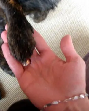 Condolence image of Melanie mit Pepe & Luni tief im Herzen