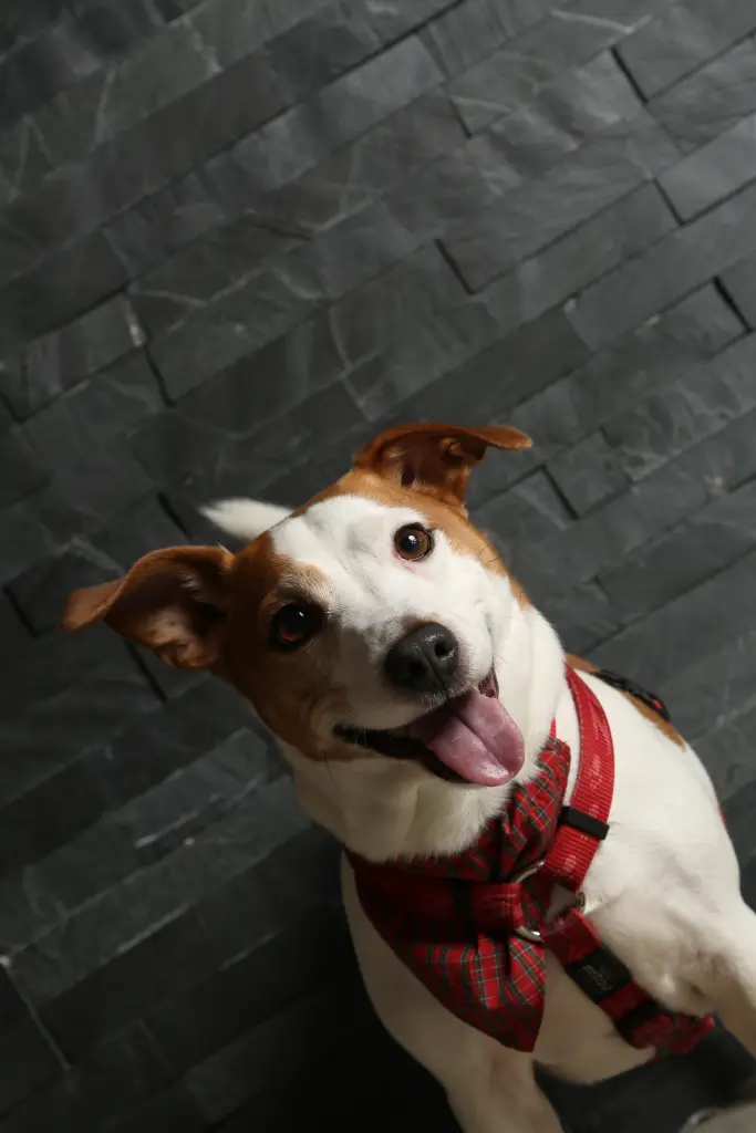 Image from Spike -Uku-