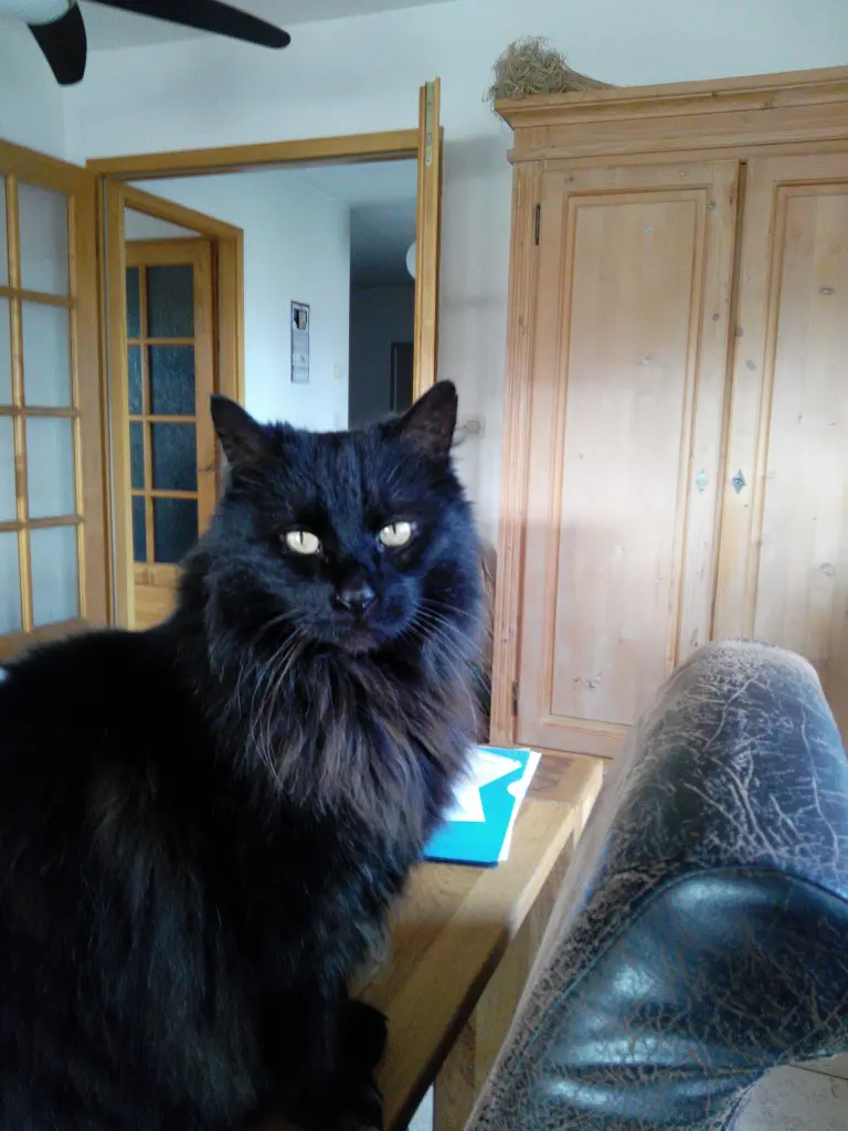 Image from Mr Jinx