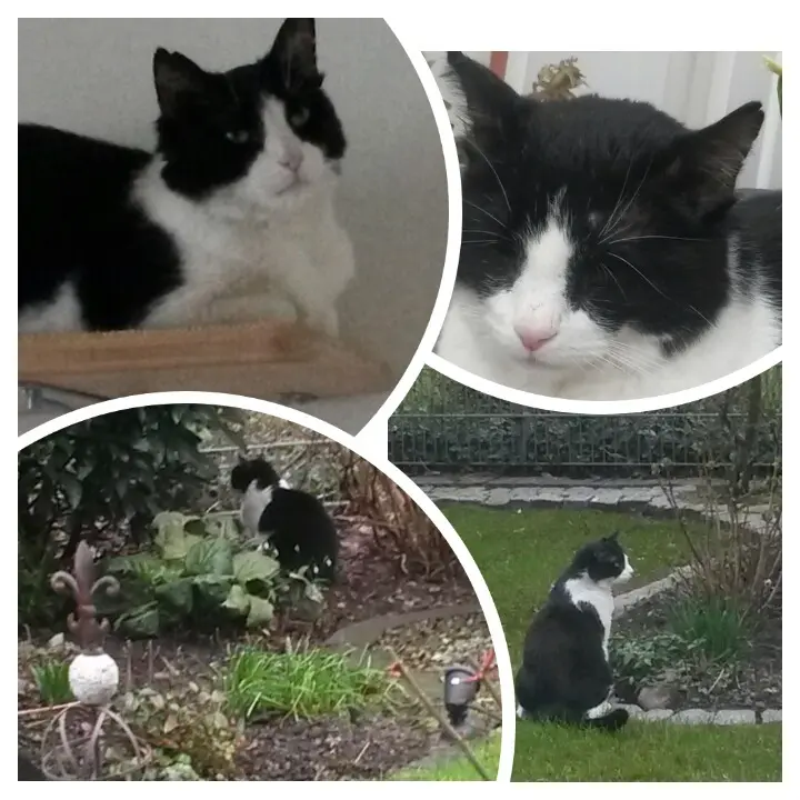 Condolence image of Monika mit Seelenkater Carlo tief im Herzen gestorben am 10. Juli 2017